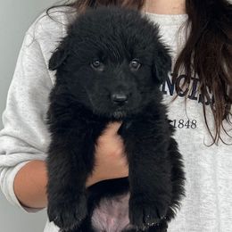 Black female - Black female German Shepherd puppy in Humboldt, Iowa from Valiant Shepherds