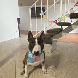 Bull Terrier and Pomeranian All Grown Up from Bossladykennels