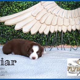 Briar - Red tri male Miniature Australian Shepherd puppy in Madisonville, Texas from Flying LL Aussies