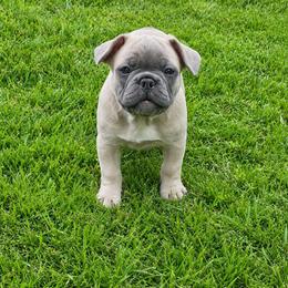 Hanna - Blue fawn female French Bulldog puppy in Fillmore, Illinois from Wind Hill Puppies