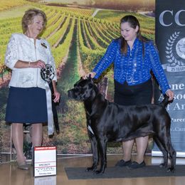 Cane Corso Puppies from Lionheart Cane Corso