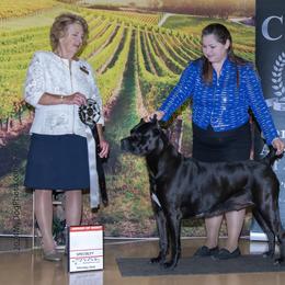 Cane Corso Puppies from Lionheart Cane Corso