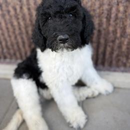 Saint Berdoodle Puppies from Badland St. Berdoodles LLC