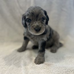 Brown - Merle male Goldendoodle puppy in Payson, Utah from Country Sky Doodles