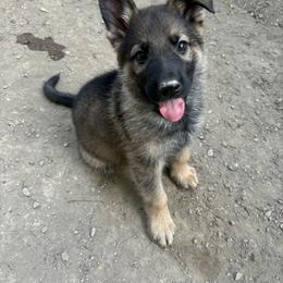 German Shepherd Puppies from Fancy GSDs