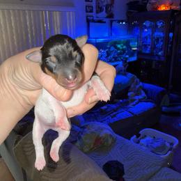 Pup A - White black and tan male Toy Fox Terrier puppy in Clermont, Florida from Debbie Hiles's Toy Fox Terriers