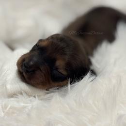 Beau - Red male Dachshund puppy in Chehalis, Washington from McJazzin Doxies