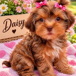 Daisy - Tri-color female Yorkipoo puppy in Cooper City, Florida from Jenny La Bone