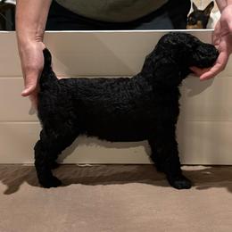 Girl 2 - Black female Poodle puppy in Walpole, Massachusetts from Harborstone Poodles and Terriers