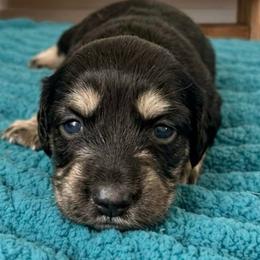 Skye - Black and cream female Dachshund puppy in Wellford, South Carolina from Crowder Doxies