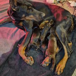 Doberman Pinscher Puppies from Stand Alone European Dobermans