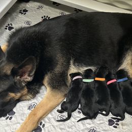 Cavalier King Charles Spaniel, Dachshund, and German Shepherd Puppies from Saffron