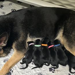 Cavalier King Charles Spaniel, Dachshund, and German Shepherd Puppies from Saffron