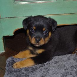 Rottweiler Puppies from Ostenberg Rottweilers LLC
