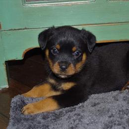 Rottweiler Puppies from Ostenberg Rottweilers LLC