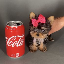 Pomeranian and Yorkshire Terrier Puppies from BC Breeders Association