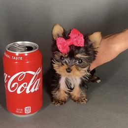 Pomeranian and Yorkshire Terrier Puppies from BC Breeders Association