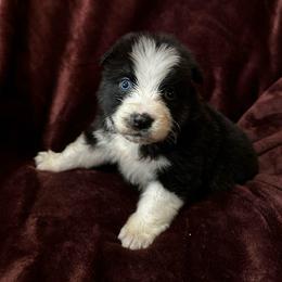 Nancy - Black tri-color female Australian Shepherd puppy in Saint Maries, Idaho from North Idaho Aussies