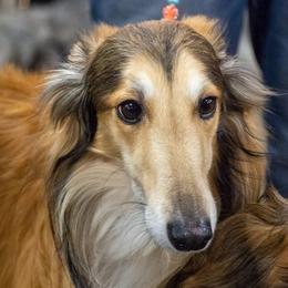 Flynn - Silken Windhound