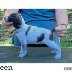 Green - Liver and white male German Wirehaired Pointer puppy in Umatilla, Florida from Double D Picards and GWPs