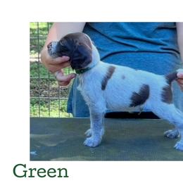 Green - Liver and white male German Wirehaired Pointer puppy in Umatilla, Florida from Double D Picards and GWPs