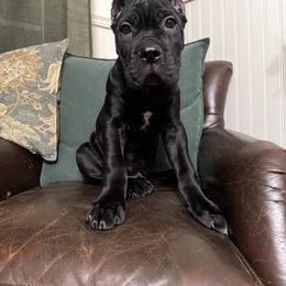 Blue - Black male Cane Corso puppy in Norwalk, California from Gaxx Corsos