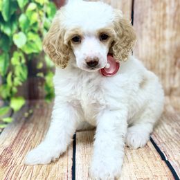 Caroline - Cream female Poodle puppy in Billings, Montana from Montanas Beartooth Doodles