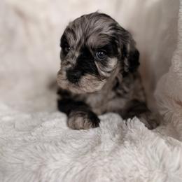 Claire - Merle female Cavapoo puppy in Somerset, Kentucky from Hilltop Doodles KY LLC
