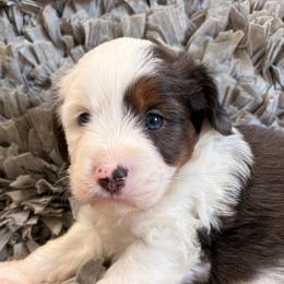 Bluey - Blue merle male Aussiedoodle puppy in Lebanon, Missouri from Kaitlen's Doodle Pups