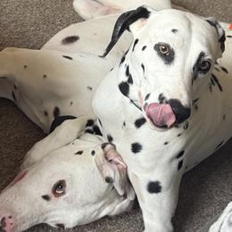 Dalmatians from Love My Spotty Dalmatians