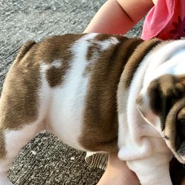 Bulldog Puppies from Millennium Farms