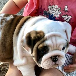 Bulldog Puppies from Millennium Farms