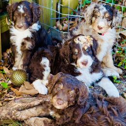Australian Mountain Doodle Puppies from Sammi Sweet Doodles