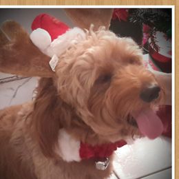 Dukey - Goldendoodle