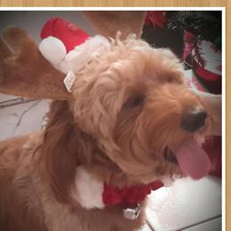Dukey - Goldendoodle