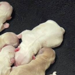 White cream spots boy - Cream and white male Shih Tzu puppy in Vinita, Oklahoma from Locust Creek Shih Tzu & Havanese