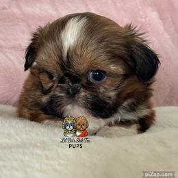 Otis - Sable male Shih Tzu puppy in Walkertown, North Carolina from Lil’ Bit’s Shih Tzu