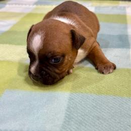 Male 2 - Red and white male Staffordshire Bull Terrier puppy in Lakeland, Florida from English Creek Staffords
