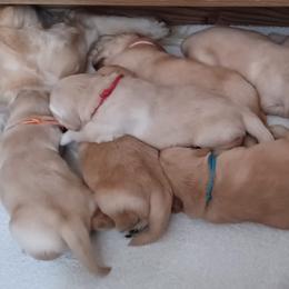 Golden Retriever Puppies from Goldens of Northern Virginia