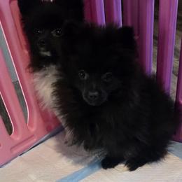Shadow - Black female Pomeranian puppy in Newport News, Virginia from Itty Bitty Poms