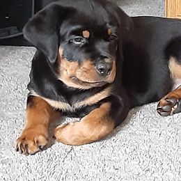 Rottweiler Puppies from Von Schonen Rottweilers