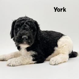 York - Phantom male Goldendoodle puppy in Milford, Pennsylvania from Doodles Are Golden