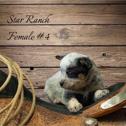 Female 4 - Blue female Australian Cattle Dog puppy in Waterloo, South Carolina from Star Ranch Australian Cattle Dogs