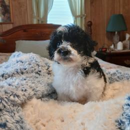Almond Joy - White female Havapoo puppy in Blanch, North Carolina from Faithful Hearts Kennel