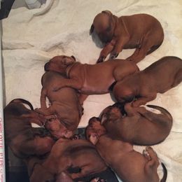 Rhodesian Ridgeback puppies from Willowist Rhodesian Ridgebacks