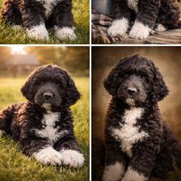 Krissy - Black female Pyredoodle puppy in Prescott, Washington from Washington Pyredoodles