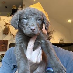 White - Brown male Chesapeake Bay Retriever puppy in Dallas, Pennsylvania from Ghost Dog Chesapeakes