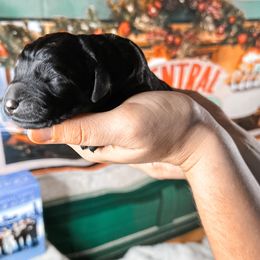 Chandler - Black Goldendoodle puppy in Kissimmee, Florida from Pawplar Goldens