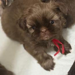 Red girl - Liver female Shih Tzu puppy in Berkeley Springs, West Virginia from Sandridge Shih Tzus