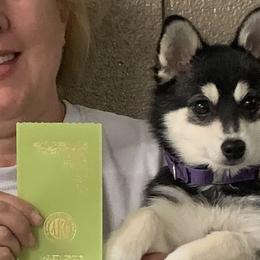 Shiba Inu from Kayobi Shibas